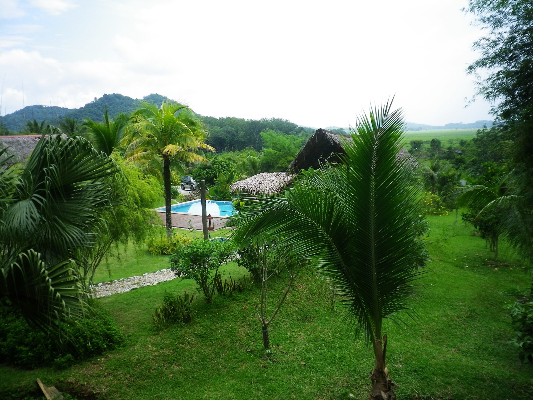 Alamanda’s tropical garden